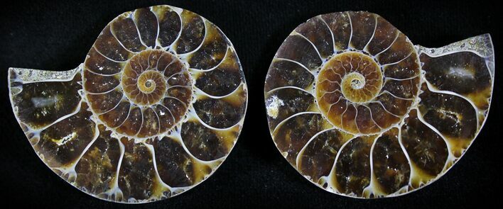 Small Desmoceras Ammonite Pair - #23826